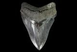 Serrated, Fossil Megalodon Tooth - Excellent Tip #95495-1